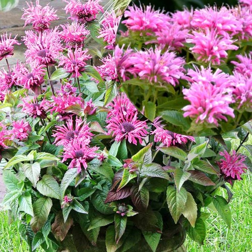 Monarda didyma 'Melua Pink' - Aedmonarda 'Melua Pink' P9/0,55L